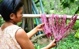 Natural dyeing 3